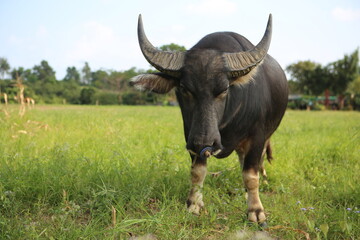 Young black buffalo bull with big ears and sharp horns, a ring and rope in his nose stands on white...