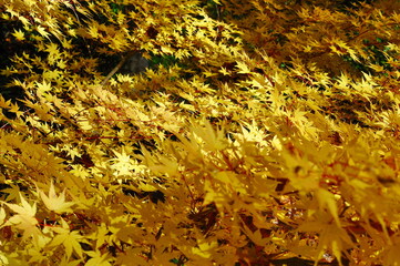 Yellow leaves of Japanese Maple tree in Autumn selective focus