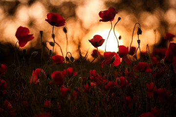 Beautiful field of red poppies in the sunset light. close up of red poppy flowers in a field. Red...
