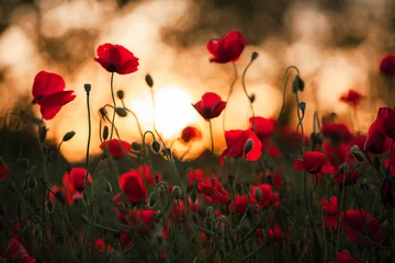 Fotobehang Mooi gebied van rode papavers in het zonsonderganglicht. close-up van rode papaver bloemen in een veld. Rode bloemen achtergrond. Prachtige natuur. Landschap. Romantische rode bloemen. © romeof