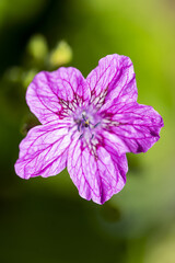 Obraz premium A close up of a purple flower in the garden in the summer sunshine.