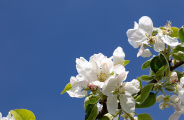 white spring flowers of Apple trees close up