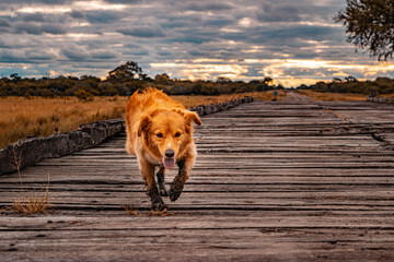 dog on the road on the bridge