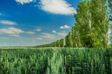 picturesque summer landscape green scenic view of soft focus cereals wheat field and high trees with blue sky horizon background in June day clear weather