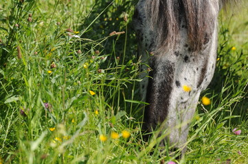 Norikerpferde auf der Weide