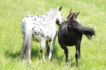 Norikerpferde auf der Weide