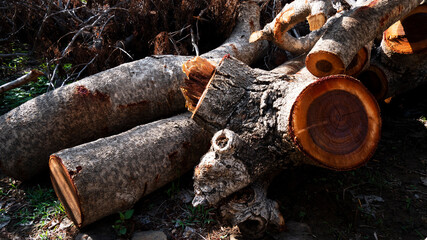 Fototapeta premium closeup view of end face logs gathering timber yard