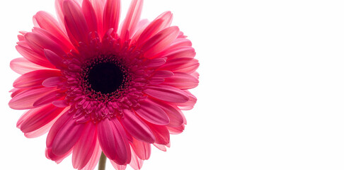 Blooming, fresh, pink gerbera on a white background. Copy space. Banner