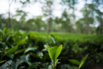 Green tea garden of Assam grown in lowland and Brahmaputra River Valley, Golaghat. Tea plantations
