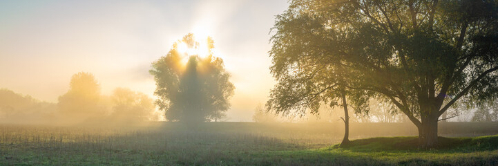 Fototapeta na wymiar Bäume im Sonnenaufgang mit Nebel - Panorama
