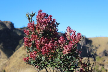 flowers in the mountains