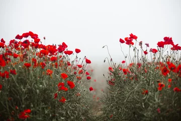 Poster Im Rahmen Schönes Feld mit roten Mohnblumen im Abendlicht. Nahaufnahme von roten Mohnblumen in einem Feld. Hintergrund der roten Blumen. Schöne Natur. Landschaft. Romantische rote Blumen. © romeof