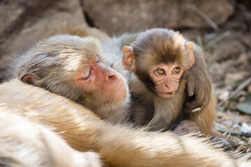 Sleeping adult Rhesus macaque (Macaca) monkey hugging a playful infant monkey, Swayambhunath, Nepal