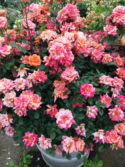 日本の花の公園にて。 沢山のピンクのバラの花々に囲まれて。