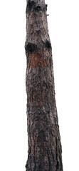 An isolated pine tree trunk on a white background.