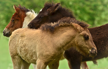 Three  pretty and cute foals, a black one, a dun horse and a chestnut, Icelandic horse, foals, are...