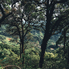Fototapeta na wymiar Mountains and green trees during the day