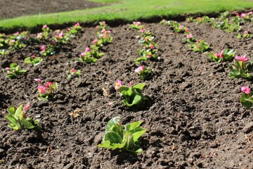 Rows of newly planted flowers in a garden