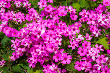 colorful spring flowers against a blurred background. Spring blooming tree with green leaves