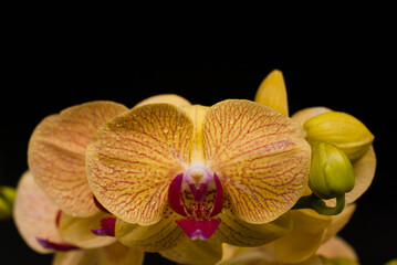 Fototapeta na wymiar Phalaenopsis Chian Xen Queen. Phalaenopsis abbreviated Phal. is an orchid hybrid between Phal. Chia Lin x Phal. Mount Beauty.