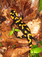 Feuersalamander