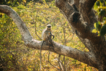 Kanica, Goa, India. Gray Langur Monkey Sitting On Branch Of Tree