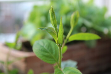 leaf road street green leaf city life day daily green plant grow plant growing leaf 