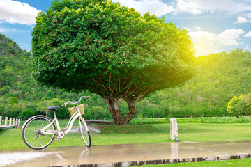 Vintage Bicycle on rainy season landscape with big tree mountain and blue sky background.