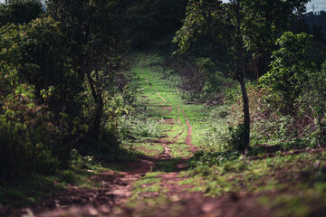 Mountains and green trees during the day