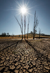 Dry cracked land with dead tree and sky in background a concept of global warming