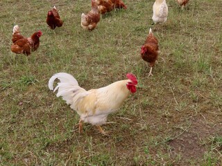 Free range hens and rooster