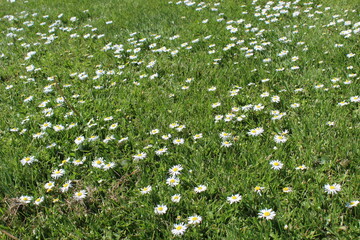 A green field with wildflowers in early summer