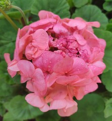 Flor de color rosa en verano
