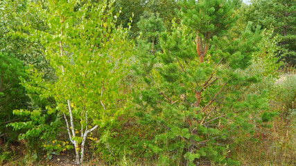 Obraz premium pine and birch grow nearby. So different friends