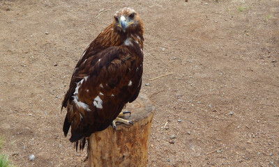 
steppe golden eagle bird sitting on a stump