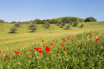 POPPIES IN THE FIELD.