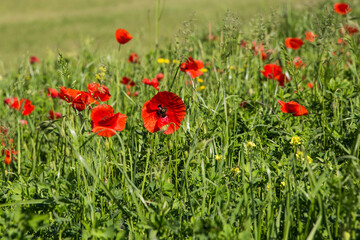 POPPIES IN THE GREEN FIELD.