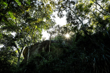 Folhagens no amanhecer