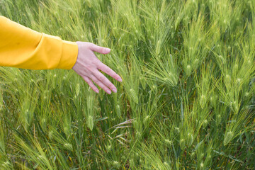 Hand in wheat field on summer day outdoors background, close up. Woman holds spikelets of green wheat in the field
