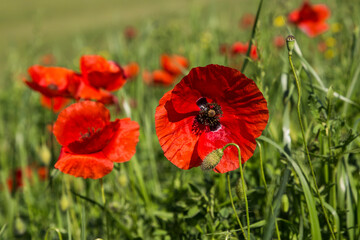 POPPIES IN THE GREEN FIELD.