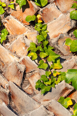 Fragment of a palm trunk and ivy branch with green leaves