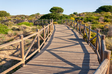 Fototapeta na wymiar A wooden path with a bend and with handrails and a patterned shadow goes along the dunes overgrown with grass and shrubs and a large tree in the background.