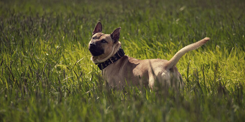 Thai ridgeback dog in the grass