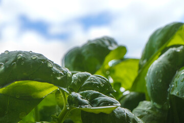 Macro close up of basil plant leaves in backlight on blue sky with white cloud in background