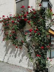 Fototapeta na wymiar flowers in a street