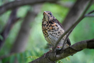 thrush chick sitting in the branches of a tree