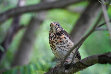 thrush chick sitting in the branches of a tree