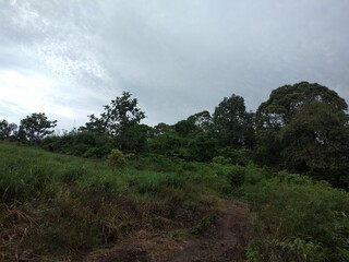 Obraz premium trees and clouds