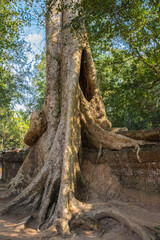 Ruins Ta Prohm temple and Banyan Tree Roots, Angkor Wat complex, Siem Reap, Cambodia.