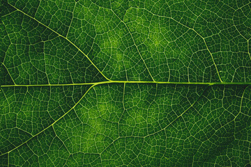 Closeup leaf texture. Abstract natural floral background Selective focus, macro
